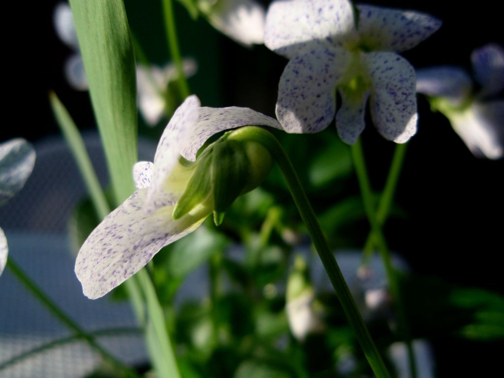 Viola sororia